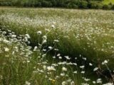 Terrain à La Croix-en-Touraine  Constructions Idéale Demeure